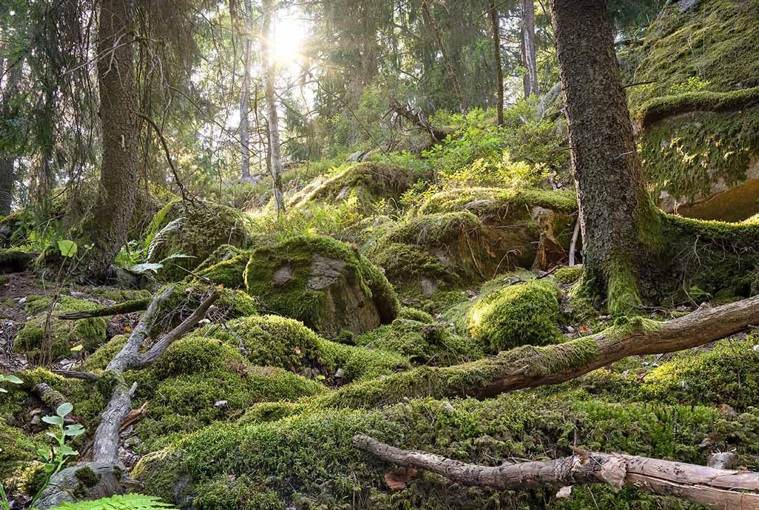 Gömmarens naturreservat – allt det gröna