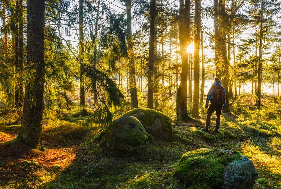 Flemingsbergsskogen i höstskrud